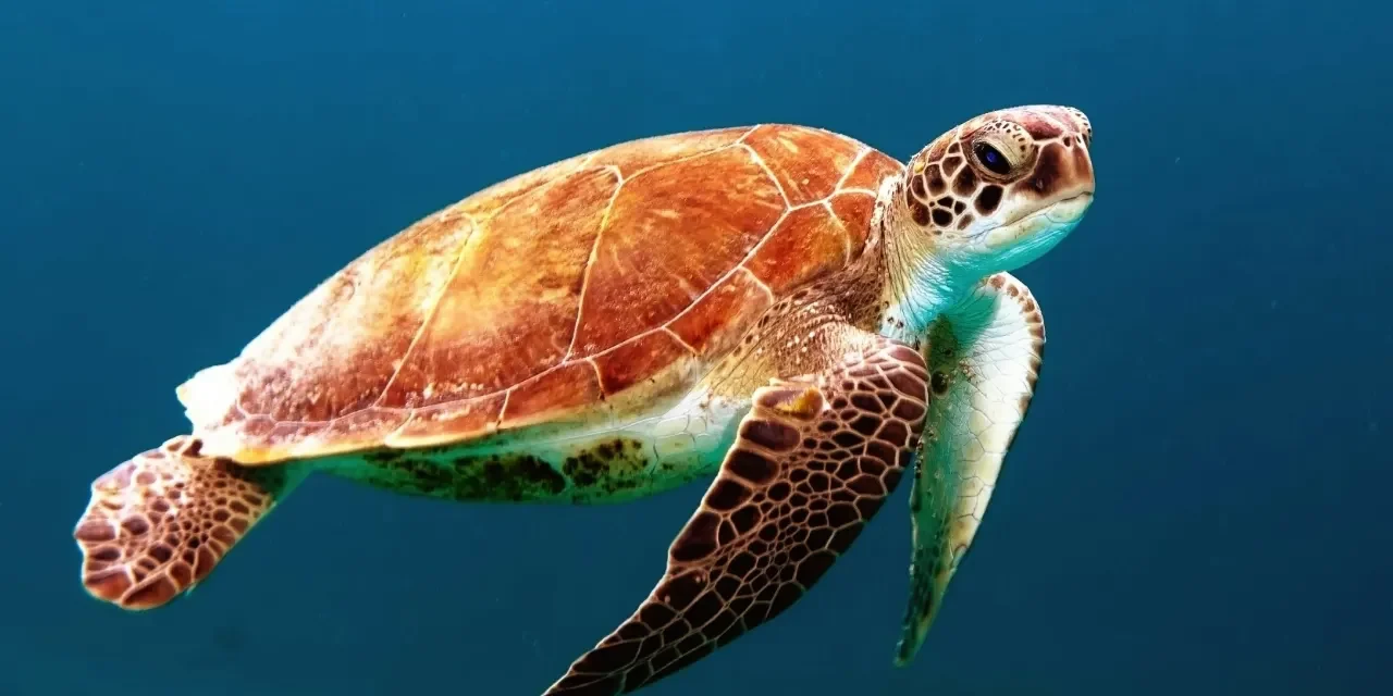 Meeresschildkröten besiedeln verstärkt das westliche Mittelmeer