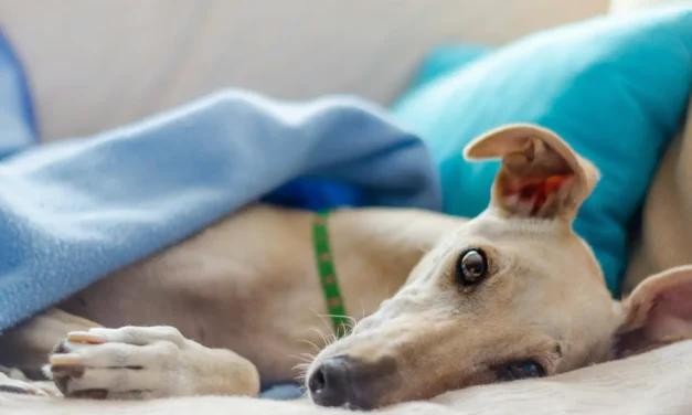 Galgo: die zarten Vierbeiner Spaniens