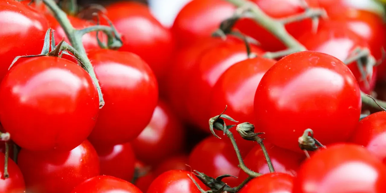 Ecologistas en Acción warnen vor Pestiziden auf Tomaten